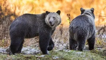 Pair of brown grizzleys