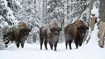 3 bison buffalo  