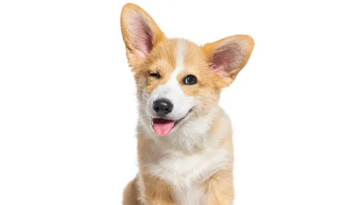 a cute beige and white puppy winking at us