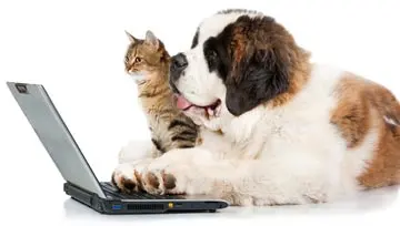 drawing of a chubby cat holding a mug while on a laptop