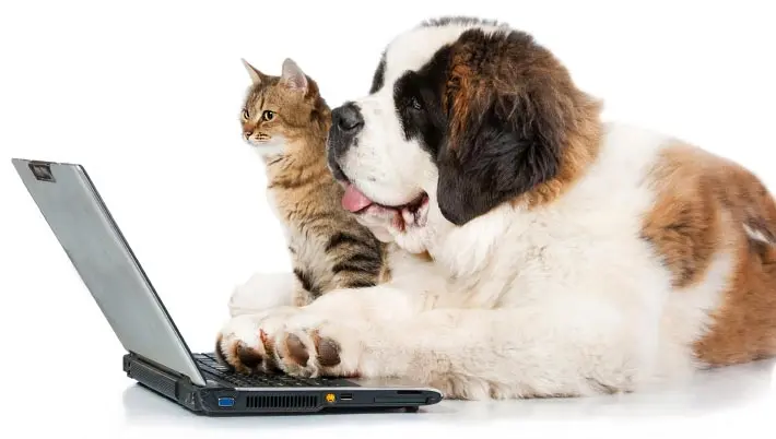 drawing of a chubby cat holding a mug while on a laptop