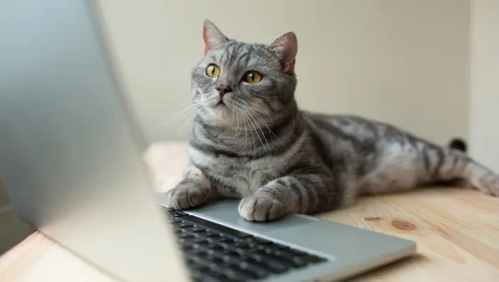 cat staring at a laptop screen