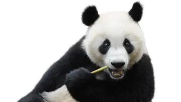 Panda eating bamboo